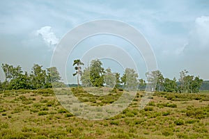 Kalmthout heath landscape with birch and pine trees on a cloudy hazy day