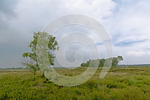 Kalmthout heath landscape, with birch and pine trees on a cloudy hazy day