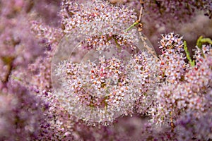Purple flower bloom in a spring steppe