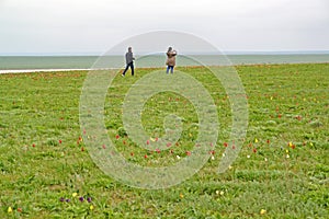 KALMYKIA, RUSSIA. Tourists photograph the blossoming tulips in the spring steppe