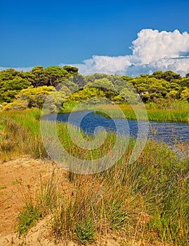 Kalogria forest and lagoon photo