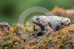 The smooth-fingered narrow-mouthed frog  kaloula baleata  in the moss photo