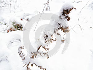 The kalyuche plant in winter in a snowdrift. Forest area.