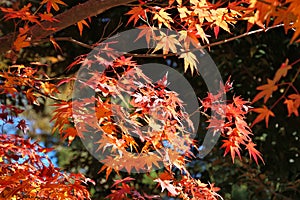 Kamakura autumn colors