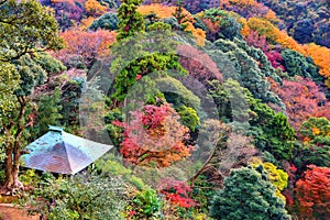 Kamakura autumn colors, Japan