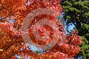 Kamakura autumn foliage