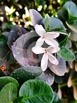 Kamal white flowers photo