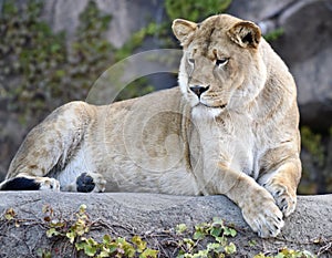 Kamali, Queen of the Zoo