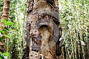 Kambira baby graves tree. Traditional torajan burials site, cemetery in Rantepao, Tana Toraja, Sulawesi, Indonesia.