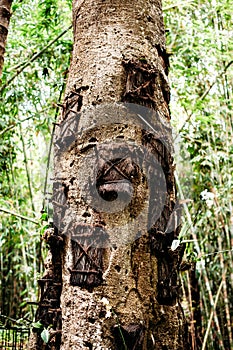 Kambira baby graves tree. Traditional torajan burials site for child in Rantepao, Tana Toraja, Sulawesi, Indonesia.