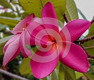 Kamboja flower is Plumeria or Fragipeni, these beautiful flowers are known for their fragrant scent, symbol of love and effection photo