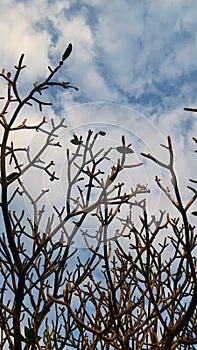 kamboja tree in grave