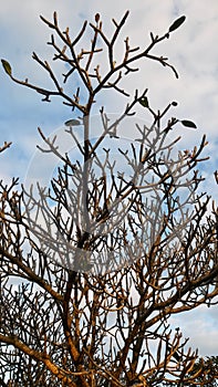 kamboja tree in grave