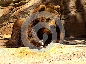 Kamchatka bear