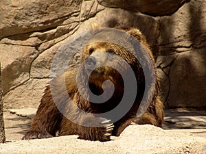 Kamchatka bear