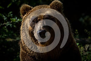 Kamchatka bear portrait in nature park