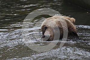 Kamchatka Brown Bear