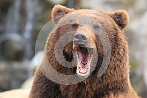 Kamchatka brown bear photo