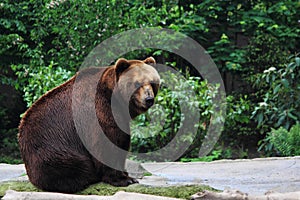 Kamchatka brown bear