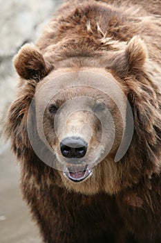 Kamchatka brown bear