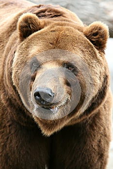 Kamchatka brown bear