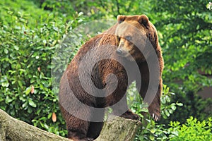 Kamchatka brown bear