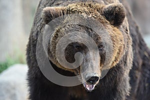 Kamchatka Brown Bear