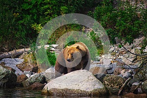 Kamchatka brown bear catches fish on the Kuril Lake. Kamchatka Peninsula, Russia.