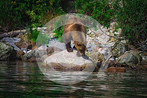 Kamchatka brown bear catches fish on the Kuril Lake. Kamchatka Peninsula, Russia.