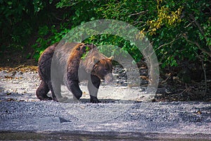 Kamchatka brown bear catches fish on the Kuril Lake. Kamchatka Peninsula, Russia.