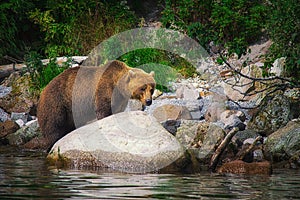Kamchatka brown bear catches fish on the Kuril Lake. Kamchatka Peninsula, Russia.
