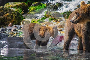 Kamchatka brown bear female and bear cubs catch fish on the Kuril lake. Kamchatka Peninsula, Russia.