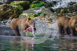 Kamchatka brown bear female and bear cubs catch fish on the Kuril lake. Kamchatka Peninsula, Russia. photo