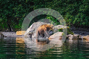 Kamchatka brown bear female and bear cubs catch fish on the Kuril lake. Kamchatka Peninsula, Russia.