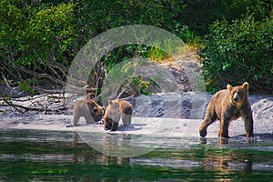 Kamchatka brown bear female and bear cubs catch fish on the Kuril lake. Kamchatka Peninsula, Russia.