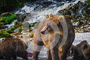 Kamchatka brown bear female and bear cubs catch fish on the Kuril lake. Kamchatka Peninsula, Russia.