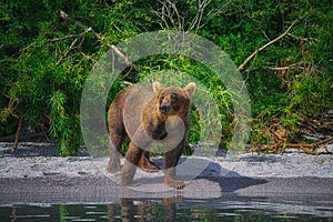 Kamchatka brown bear female and bear cubs catch fish on the Kuril lake. Kamchatka Peninsula, Russia.