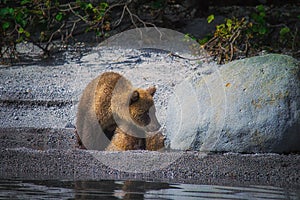 Kamchatka brown bear female and bear cubs catch fish on the Kuril lake. Kamchatka Peninsula, Russia.