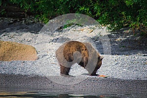 Kamchatka brown bear female and bear cubs catch fish on the Kuril lake. Kamchatka Peninsula, Russia.