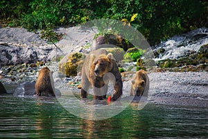 Kamchatka brown bear female and bear cubs catch fish on the Kuril lake. Kamchatka Peninsula, Russia.