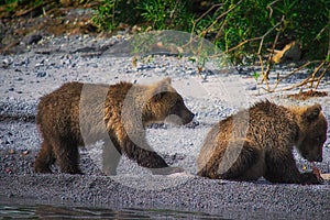 Kamchatka brown bear female and bear cubs catch fish on the Kuril lake. Kamchatka Peninsula, Russia.