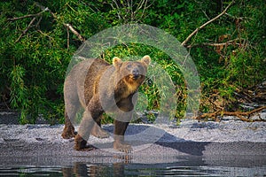 Kamchatka brown bear female and bear cubs catch fish on the Kuril lake. Kamchatka Peninsula, Russia.