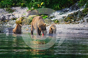 Kamchatka brown bear female and bear cubs catch fish on the Kuril lake. Kamchatka Peninsula, Russia.