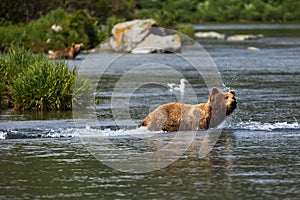 Kamchatka brown bear hunting in the river