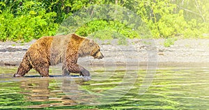 Kamchatka brown bear on the lake in the summer on sunlight