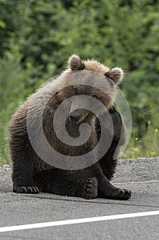 Kamchatka brown bear scratching his back paw behind ear scaring mosquitoes