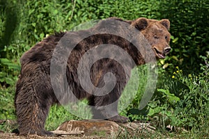 Kamchatka brown bear Ursus arctos beringianus