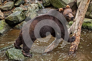 Kamchatka brown bear Ursus arctos beringianus