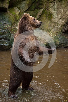 Kamchatka brown bear Ursus arctos beringianus