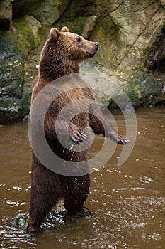 Kamchatka brown bear Ursus arctos beringianus photo